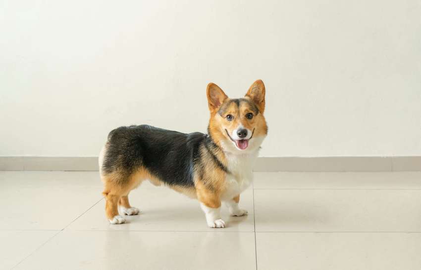 happy dog